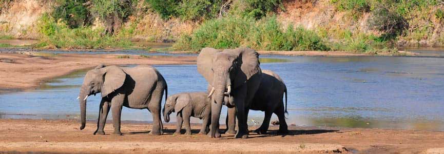 faune sauvage du Kenya